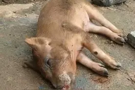 你知道外购仔猪零伤亡的饲养管理法则吗？图片