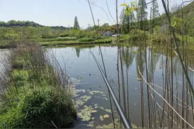 废弃野塘钓鲫鱼，鱼少、还易起浮怎么办？只要注意2点就好图片