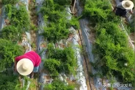 罗定罗平：传承长岗坡红色基因 全力推动乡村振兴发展图片