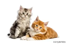 你给猫剃过jio毛吗？图片