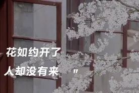 疫情下的日本樱花季图片