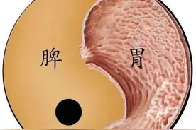 到底什么是脾？什么是胃？有区别吗？图片