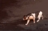 搞笑GIF：猫兄，忍忍就过去了图片