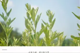 艾灸后上火怎么办？教你如何引火下行​图片
