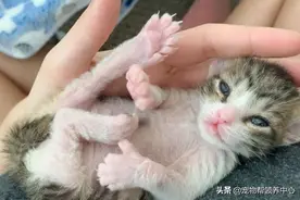 幼猫前脚像人手，后脚有六个脚趾，样子奇怪但被救后越长越美图片
