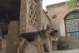 犬字家族：吠伏袱茯，三伏天为何叫三伏天？汉字告诉你答案图片
