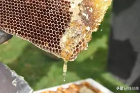 “王宫”发现工蜂巢房，蜂王也懂“金屋藏娇”？蜜蜂智慧不简单图片