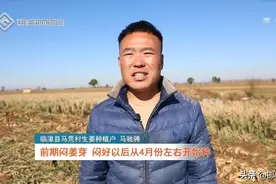 临漳：生姜种植 助农增收图片