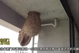 空房惊现巨型马蜂窝 消防人员火攻“摘除”图片