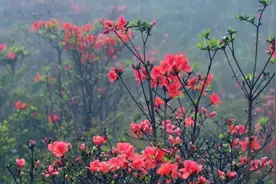 这里花已成海，来约~~图片