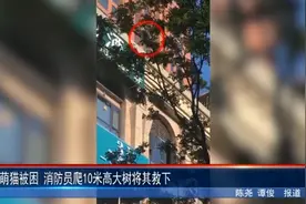萌猫被困 消防员爬10米高大树将其救下图片
