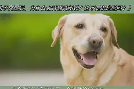 狗子交配后，为什么会背靠背闭锁？这不是很危险吗？视频封面