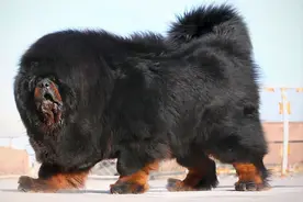 世界上被多国明令禁养的6大凶猛犬种，加纳利犬堪称“杀人犬”图片