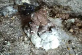 养鸡不驱虫，等于白养鸡！八种驱虫小秘方，值得收藏图片