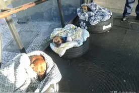 老外用回收轮胎制成的小床铺，救助街头流浪幼犬图片