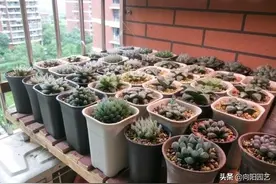 十二卷是什么？最有意思的多肉，不需要直射光，北向阳台也能养图片