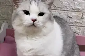 网红猫直播被玩死，博主：我还会继续，猫很喜欢...图片