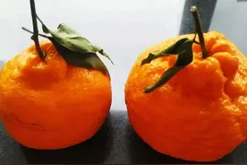 买橘子时，丑橘和耙耙柑要分清，区别挺大，弄懂再买少花冤枉钱图片