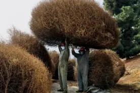 号称美国噩梦的植物，却成全中国人的美梦，风滚草：后悔来中国图片