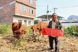 【阳朔人 阳朔事】彭金养：从一穷二白的贫困户蜕变成脱贫典型户图片