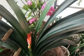 君子兰老是夹箭，花1分钟学会这三步，花箭不夹了，开花快图片