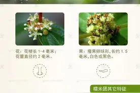 林草科普|糯米团图片