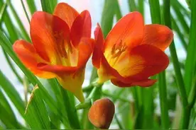 好看好养的4种“种球花”，花型花色都好看，值得养图片