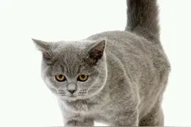 “养宠物猫狗的人多残忍和自私”，此仅己之言，尽可反驳图片
