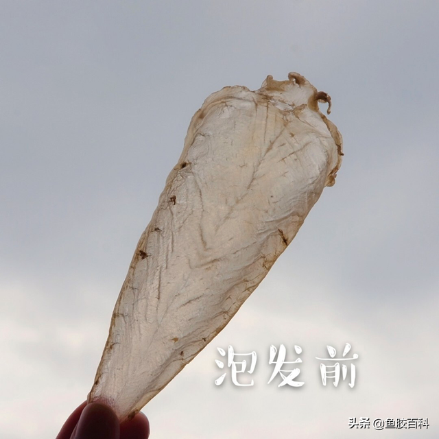 印尼野生花胶 2026年印尼野生白花胶多少一斤 印尼野生花胶 2026年印尼野生白花胶多少一斤
