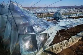 赶快收藏！“冷冬”风雪大 温棚蔬菜如何安全度过图片
