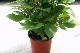 一种听名字很土气的花，开花却是拳头大，盆栽养护更注重方法图片