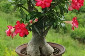 沙漠玫瑰有个“大肚子”，养成老桩颜值高，夏天一热更是满枝花图片