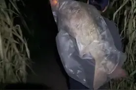 淡水之王！武汉钓友夜钓收获1.68米水老虎，网友：可惜了，没放生图片