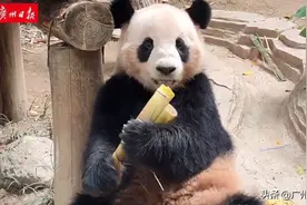 广州这只大熊猫的“魔性”笑声火了！网友：哈哈哈，我先笑为敬图片