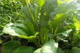 农村田间地头路旁妙处多多的-车前草图片