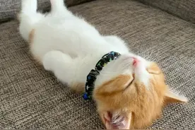 一群猫咪睡觉的照片，这些照片一定会让你的一天充满阳光图片