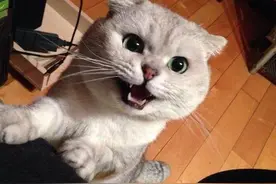 养猫的注意了，猫咪有这几个表现，说明它想“霸占”你图片
