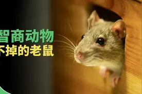 想要灭绝老鼠？你可能低估了它的智商图片