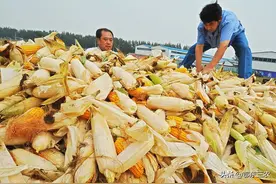 农民种玉米今年究竟能赚钱吗，每亩实际能赚多少钱？这里有本账图片