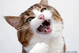 被自家猫咪抓（咬）伤，一定要打疫苗吗？央视科学回应来了图片