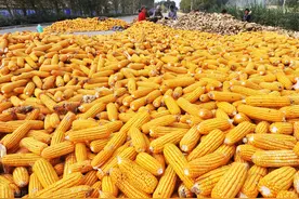 米企停收，小麦拍卖量大，4月要涨？玉米下跌无底线，能否跟涨？图片