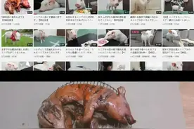 没错，这就是日本人，果然很日本图片