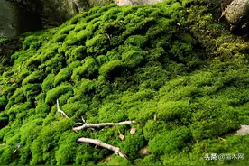 适合做假山盆景的几种植物图片