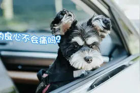 小鹏P5的“搬家式”露营体验！连毛孩子都爱上了图片
