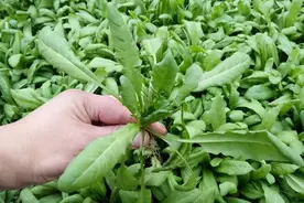 春天正是吃野菜的季节，终于找到保存荠菜的方法了，放半年也不坏图片