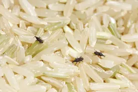 米袋里凭空出现的甲虫，你吃的每碗饭都可能含有它们的虫卵图片