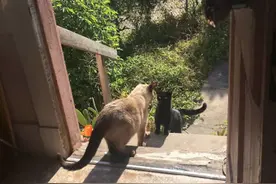 家猫将流浪猫肚子搞大，流浪猫找上门被收养，生完小猫大家都傻了图片