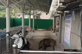 野猪大闹陕西一驾校 被五条狗制服图片
