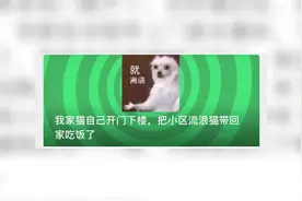 （视频）@太原人！猫咪开门爬18楼请流浪猫回家吃饭图片