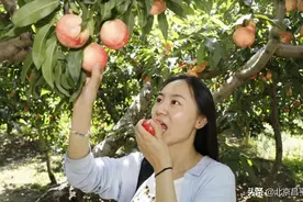 “桃醉一夏”，昌平的鲜桃开摘了！附采摘果园地址图片